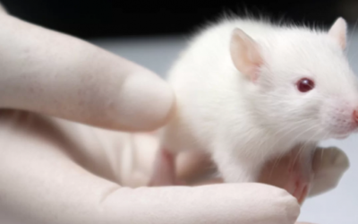 articolo_La Professoressa Maria Grazia Morgese eletta Vice-Presidente del Comitato Italiano degli Organismi Preposti al Benessere Animale