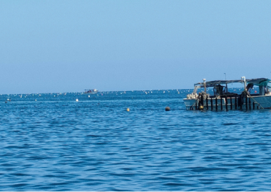 Progetto Biobased - foto delle barche in mare